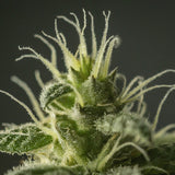 Siberian Hulk F3 Feminized Seeds (2 Pack)