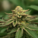 Siberian Hulk F3 Feminized Seeds (2 Pack)