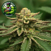 Siberian Hulk F3 Feminized Seeds (2 Pack)