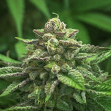 Siberian Hulk F3 Feminized Seeds (2 Pack)