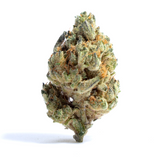 Wild Siberian Feminized Seeds (2 Pack)
