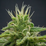 Skywalker OG Feminized Seeds