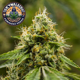 Skywalker OG Feminized Seeds (2 Pack)