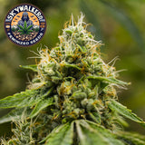 Skywalker OG Feminized Seeds