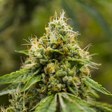 Skywalker OG Feminized Seeds