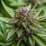 Sour Chem Regular Seeds