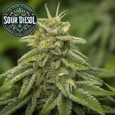 Sour Diesel Feminized Seeds (2 Pack)