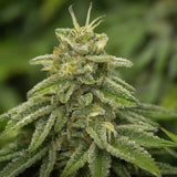 Sour Diesel Feminized Seeds