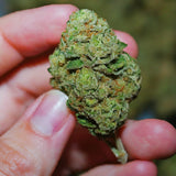 Sour Diesel Feminized Seeds