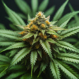 Sour Diesel Feminized Seeds