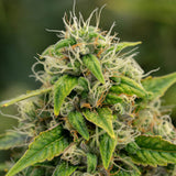 Sour Diesel Feminized Seeds