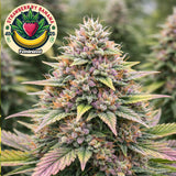 Strawberry Banana Feminized Seeds