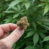 Strawberry Cough Feminized Seeds