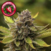 Strawberry Cough Feminized Seeds