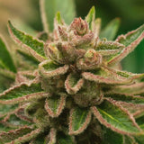Strawberry Cough Feminized Seeds
