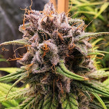 Strawberry Cough Feminized Seeds