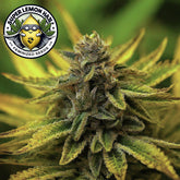 Super Lemon Haze Feminized Seeds
