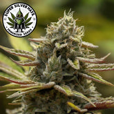 Super Silver Haze Feminized Seeds