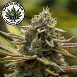 Super Silver Haze Feminized Seeds
