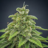 Tangy Mints Feminized Seeds