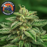 Trainwreck Feminized Seeds (2 Pack)