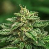 Trainwreck Feminized Seeds (2 Pack)