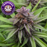Tropicana Cookies Feminized Seeds