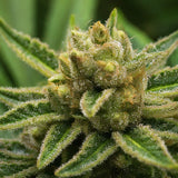 Wedding Cake Feminized Seeds