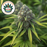 Wedding Cake Feminized Seeds