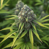 Wedding Cake Feminized Seeds