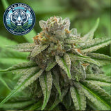 Wild Siberian Feminized Seeds (2 Pack)