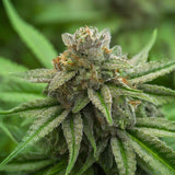 Wild Siberian Feminized Seeds (2 Pack)