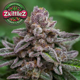 Zkittlez Indica Feminized Seeds (2 Pack)