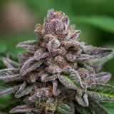 Zkittlez Indica Feminized Seeds (2 Pack)