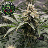 Zombie D.F. Feminized Seeds