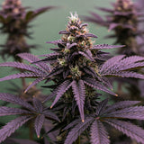 Black Cat Kush Feminized Seeds (2 Pack)