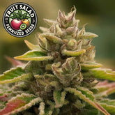 Fruit Salad Feminized Seeds (2 Pack)