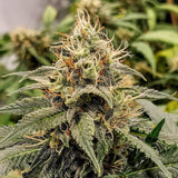 Jack Herer Autoflower Seeds