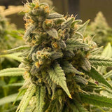 Pineapple Haze Feminized Seeds