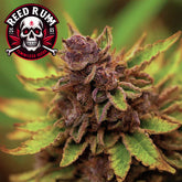 Red Rum Feminized Seeds (2 Pack)