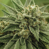 Wedding Cake Feminized Seeds