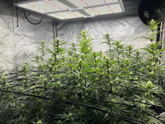 Set Up a Small Indoor Cannabis Grow Tent