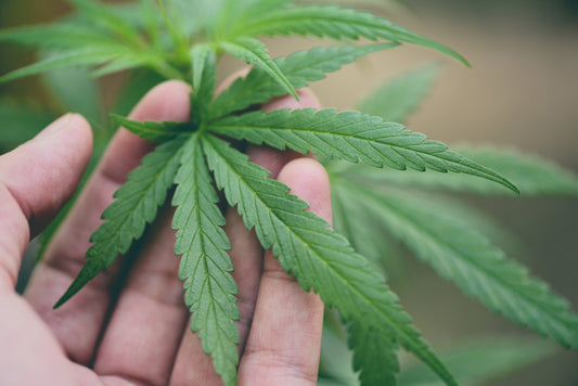 Advantages of Feminized Cannabis Seeds