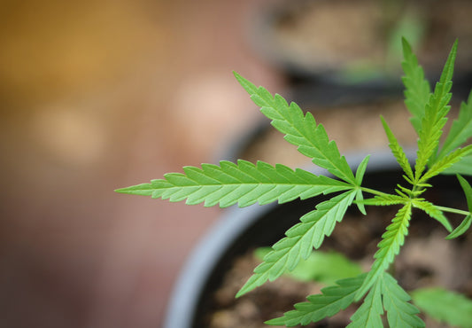 What are Feminized Cannabis Seeds?