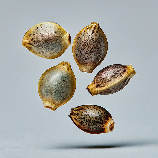 Why Choose Feminized Cannabis Seeds?