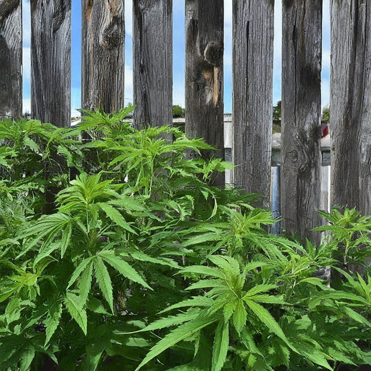 How To Grow Feminized Marijuana Seeds Outdoors