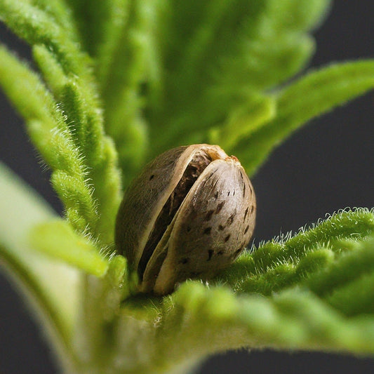 How To Grow Feminized Cannabis Seeds