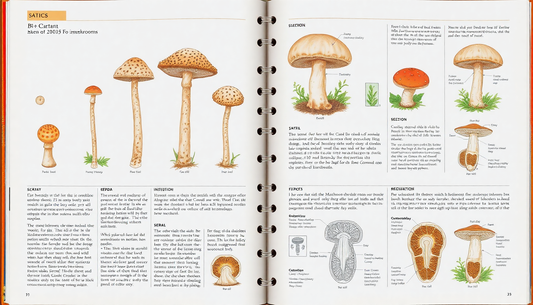 The Complete B+ Mushroom Guide: Everything You Need to Know About This Popular Mushroom Species