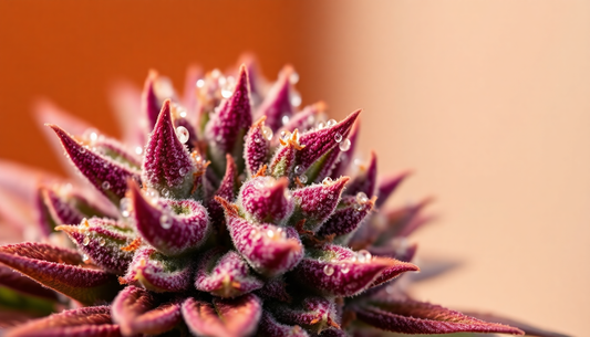 Zkittlez Strain: A Complete Guide to One of the Most Popular Cannabis Varieties