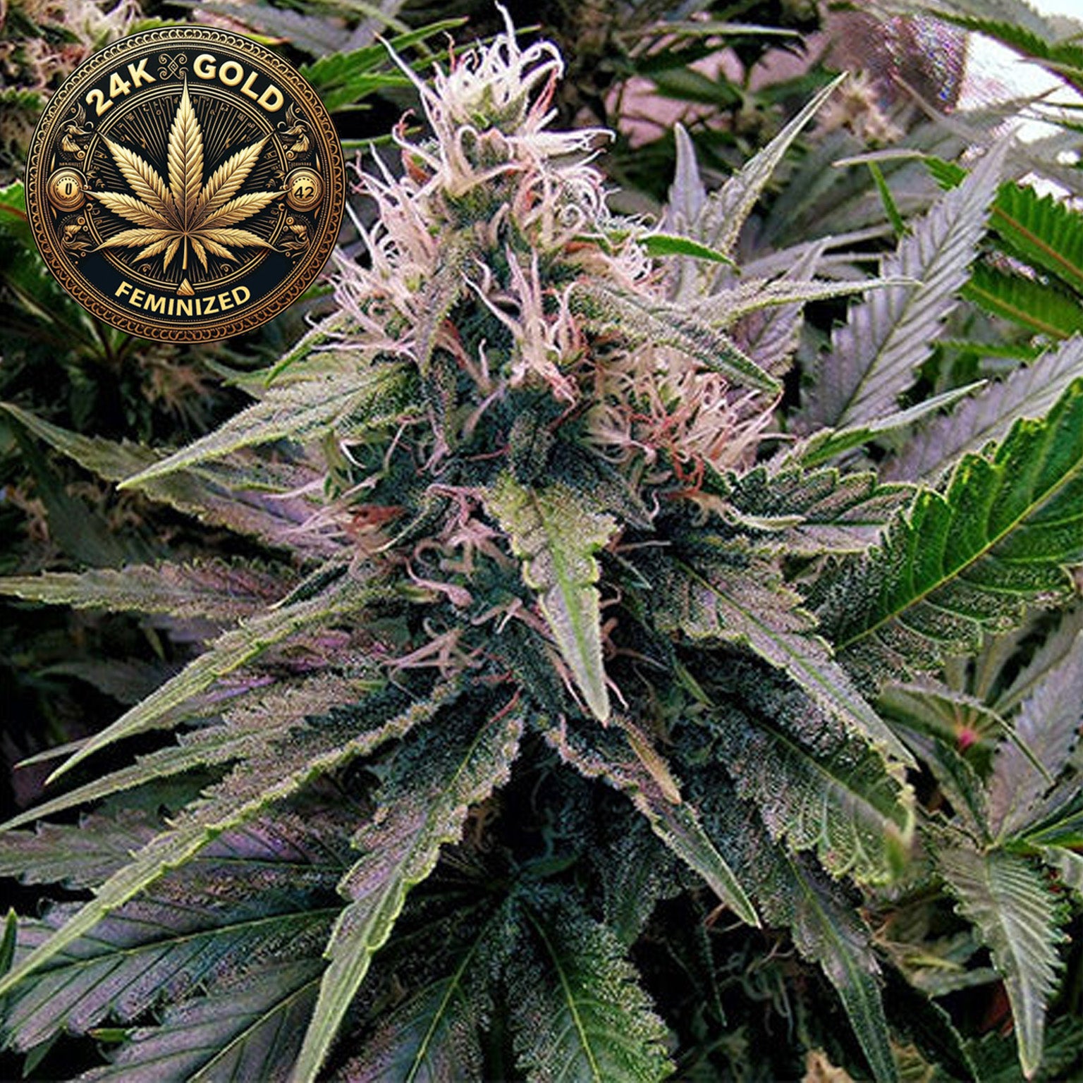 24K Gold Feminized Cannabis Seeds (2 Pack)